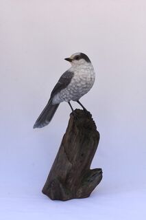 Canada Grey Jay - 2
