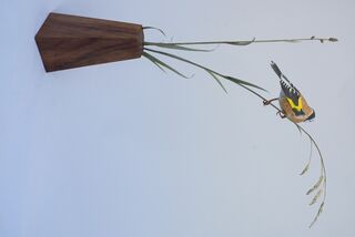 European Goldfinch - View 4