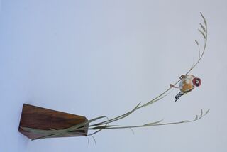 European Goldfinch - View 3