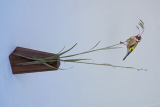 European Goldfinch - View 1