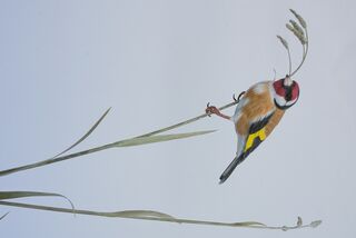 European Goldfinch - View 2