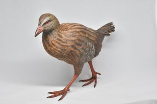 New Zealand Weka - View 2