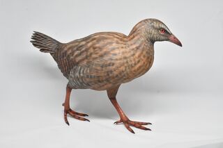 New Zealand Weka - View 3