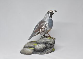California Quail - Private collection