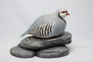Chukar Partridge - View 1 - Private collection
