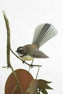 Fantail