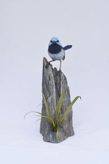 Superb Fairy Wren - View 2