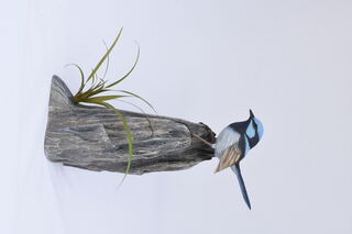 Superb Fairy Wren - View 1