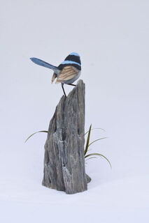 Superb Fairy Wren - View 3