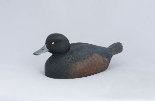 Scaup - Male